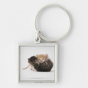Two kittens cuddling on white background key ring