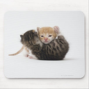 Two kittens cuddling on white background mouse mat