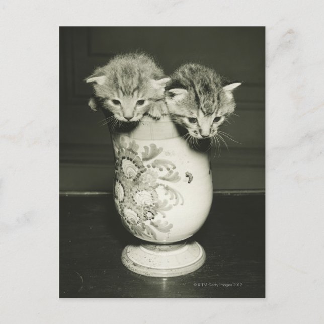 Two kittens hiding in vase, (B&W) Postcard (Front)