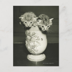 Two kittens hiding in vase, (B&W) Postcard