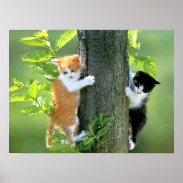 Two Kittens in a Tree Poster (Front)