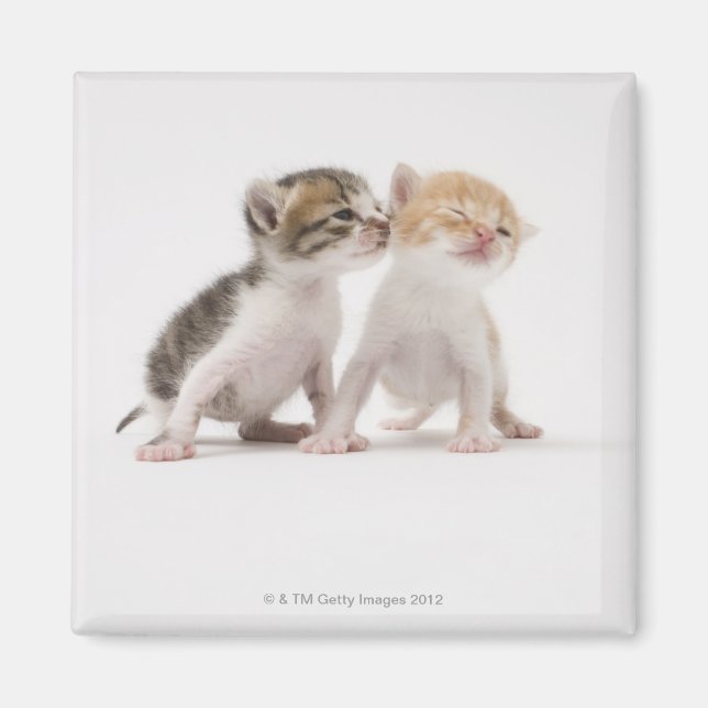 Two kittens kissing against white background magnet (Front)