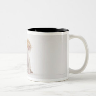Two kittens kissing against white background Two-Tone coffee mug
