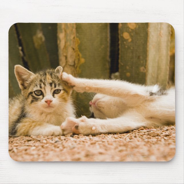 Two kittens, Morocco Mouse Mat (Front)