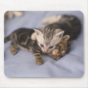 Two kittens mouse mat
