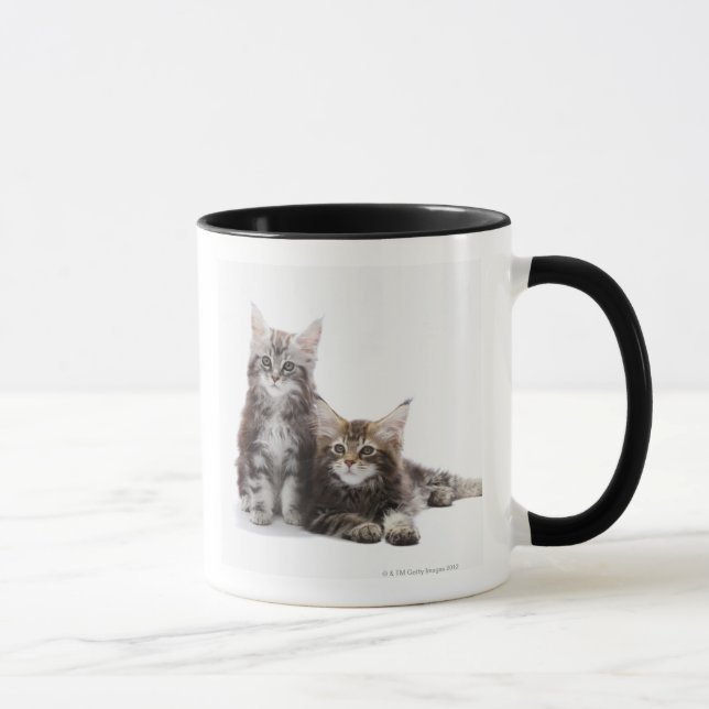 Two kittens of Maine coon cat Mug (Right)