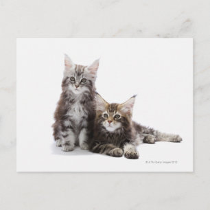 Two kittens of Maine coon cat Postcard