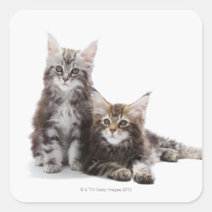 Two kittens of Maine coon cat Square Sticker