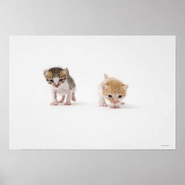 Two kittens on white background poster (Front)