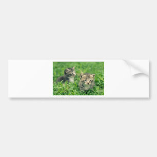 Two kittens playing in the grass bumper sticker