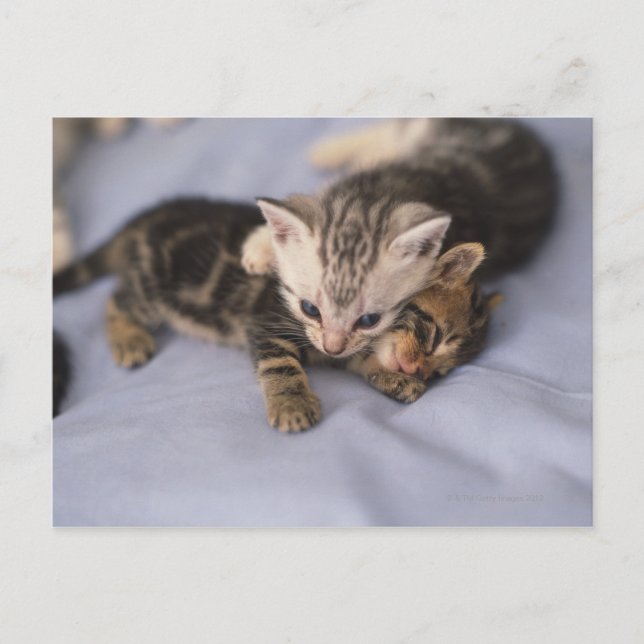 Two kittens postcard (Front)