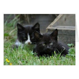 Two Kittens Side by Side