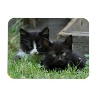 Two Kittens Side by Side