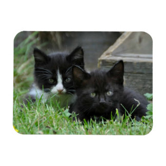 Two Kittens Side by Side Magnet