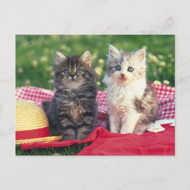 Two Kittens Sitting On A Red-Coloured Blanket Postcard (Front)
