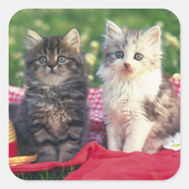 Two Kittens Sitting On A Red-Coloured Blanket Square Sticker (Front)