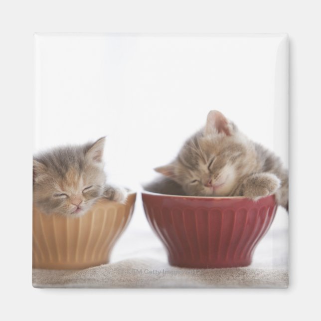 Two Kittens Sleeping in Bowls Magnet (Front)