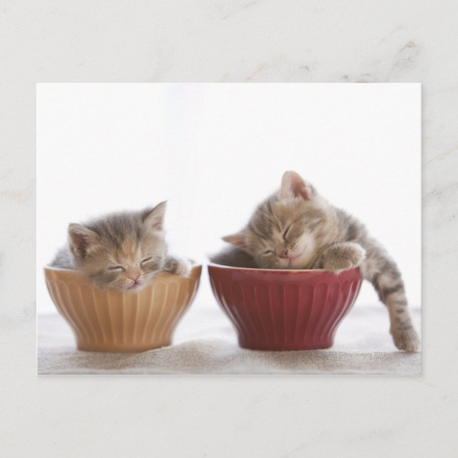 Two Kittens Sleeping in Bowls Postcard (Front)
