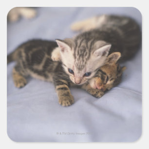 Two kittens square sticker