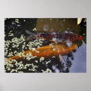 Two Koi in Pond Poster
