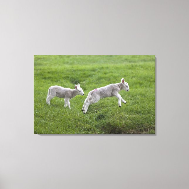 Two Lambs Canvas Print (Front)
