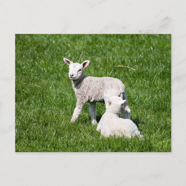 Two Lambs in the Pasture Postcard (Front)