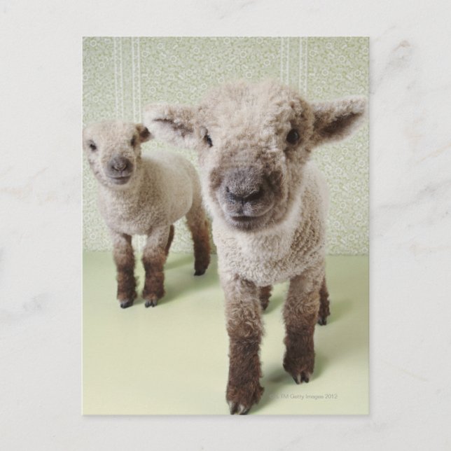 Two Lambs Indoors with Floral Wallpaper Postcard (Front)