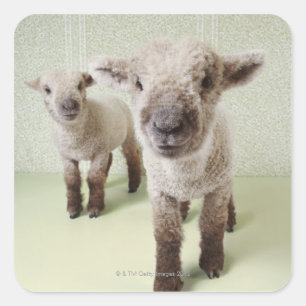 Two Lambs Indoors with Floral Wallpaper Square Sticker