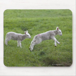 Two Lambs Mouse Mat