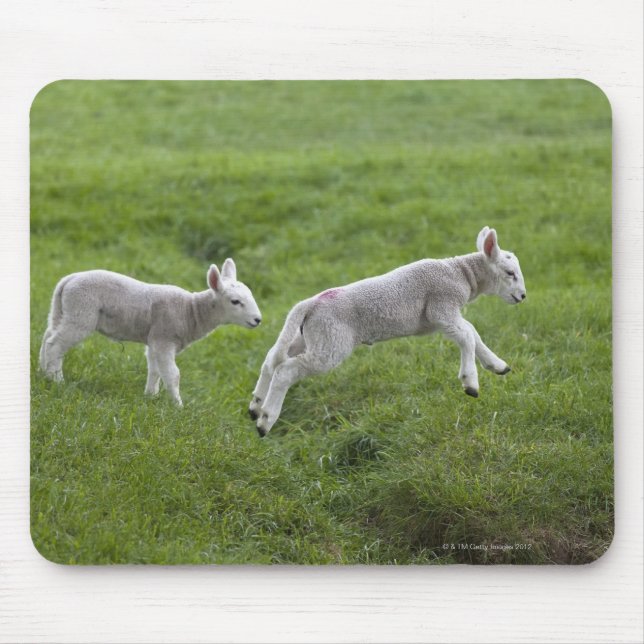 Two Lambs Mouse Mat (Front)