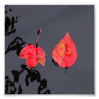 Two leaves going nowhere photo print