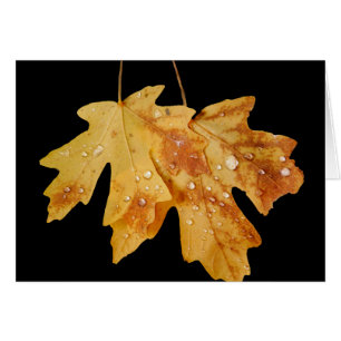 Two Leaves with Raindrops, Blank Inside