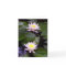 Two Light Water lilies