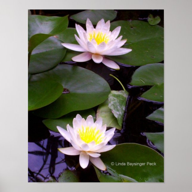 Two Light Water lilies Poster (Front)