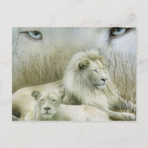 Two lions at rest art design postcard