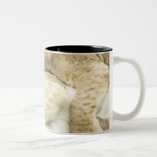 Two lions cubs playing. Two-Tone coffee mug (Right)