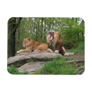 Two Lions Magnet