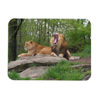 Two Lions Magnet