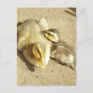 two little ducks kids postcard