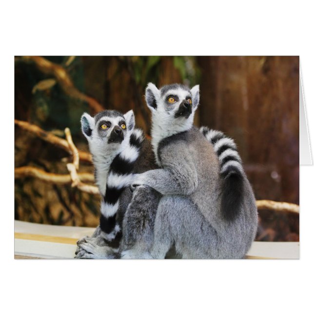 Two Little Lemurs (Front Horizontal)