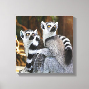 Two Little Lemurs Canvas Print