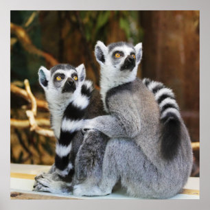 Two Little Lemurs Poster