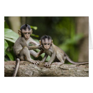 Two Little Monkeys