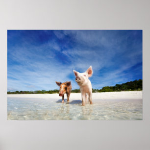 Two little piglets poster