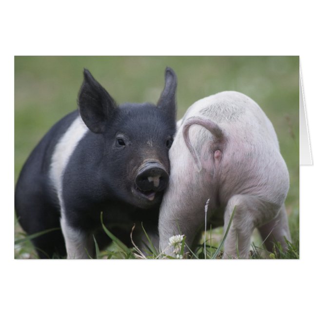 Two Little Pigs; Piglets - Cute Funny Baby Animals (Front Horizontal)
