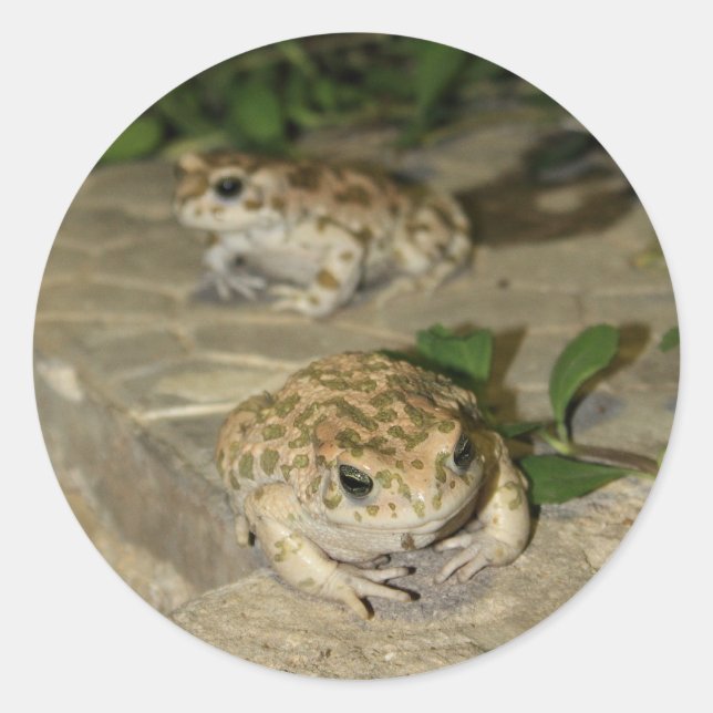 Two little toads - green frog print classic round sticker (Front)