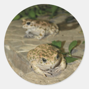 Two little toads - green frog print classic round sticker