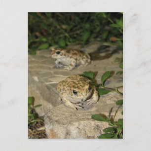 Two little toads - green frog print postcard