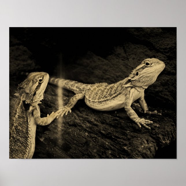 Two Lizards Poster (Front)