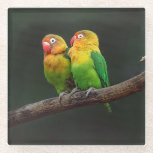 Two Lovebirds on a Branch Glass Coaster